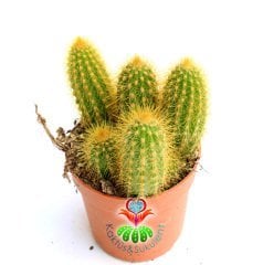 Kaktüs,Trichocereus Huascha-Bir Saksıda Birçok Adet-Sütun Kaktus -8 cm saksıda 10 cm Uzunlukta