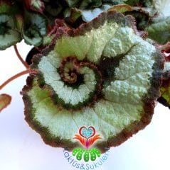 Yaprak Güzeli Begonya-Begonia Rex-Dönerek Çıkan Muhteşem Canlı Renkli Yapraklı-13 cm Saksı,25 cm Çap