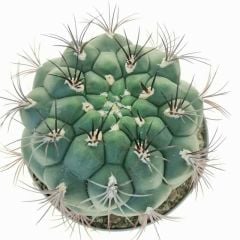 Gymnocalycium Saglionis -8,5 cm Saksıda Sıradışı Kaktüs