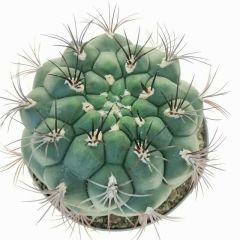Gymnocalycium Saglionis -8,5 cm Saksıda Sıradışı Kaktüs