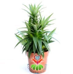 Tropikal ananas Ağacı,Ananas 'Elyne' Bitkisi- Meyveli Halde 12 cm saksıda-Teraryum,Kaktüs, Sukulent