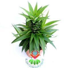 Tropikal ananas Ağacı,Ananas 'Elyne' Bitkisi- Meyveli Halde 12 cm saksıda-Teraryum,Kaktüs, Sukulent