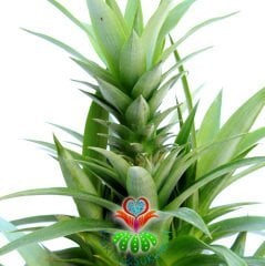 Tropikal ananas Ağacı,Ananas 'Elyne' Bitkisi- Meyveli Halde 12 cm saksıda-Teraryum,Kaktüs, Sukulent