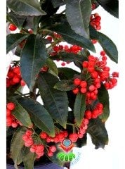 Yeni Yıl Bitkisi Ardisia Crenata Kokina 12 cm Saksılı Meyvesi Üzerinde