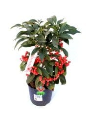 Yeni Yıl Bitkisi Ardisia Crenata Kokina 12 cm Saksılı Meyvesi Üzerinde