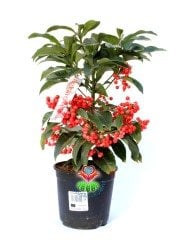 Yeni Yıl Bitkisi Ardisia Crenata Kokina 12 cm Saksılı Meyvesi Üzerinde