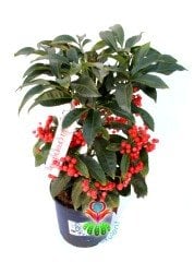 Yeni Yıl Bitkisi Ardisia Crenata Kokina 12 cm Saksılı Meyvesi Üzerinde