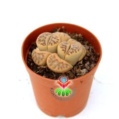 Lithops Dorotheae Light- Krem Renk 5,5 cm Saksıda Yaşayan Taş Kaktüs