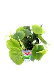 Philendron Scandens Saksı Dolusu İthal 12 cm Saksı Sarkan Tür