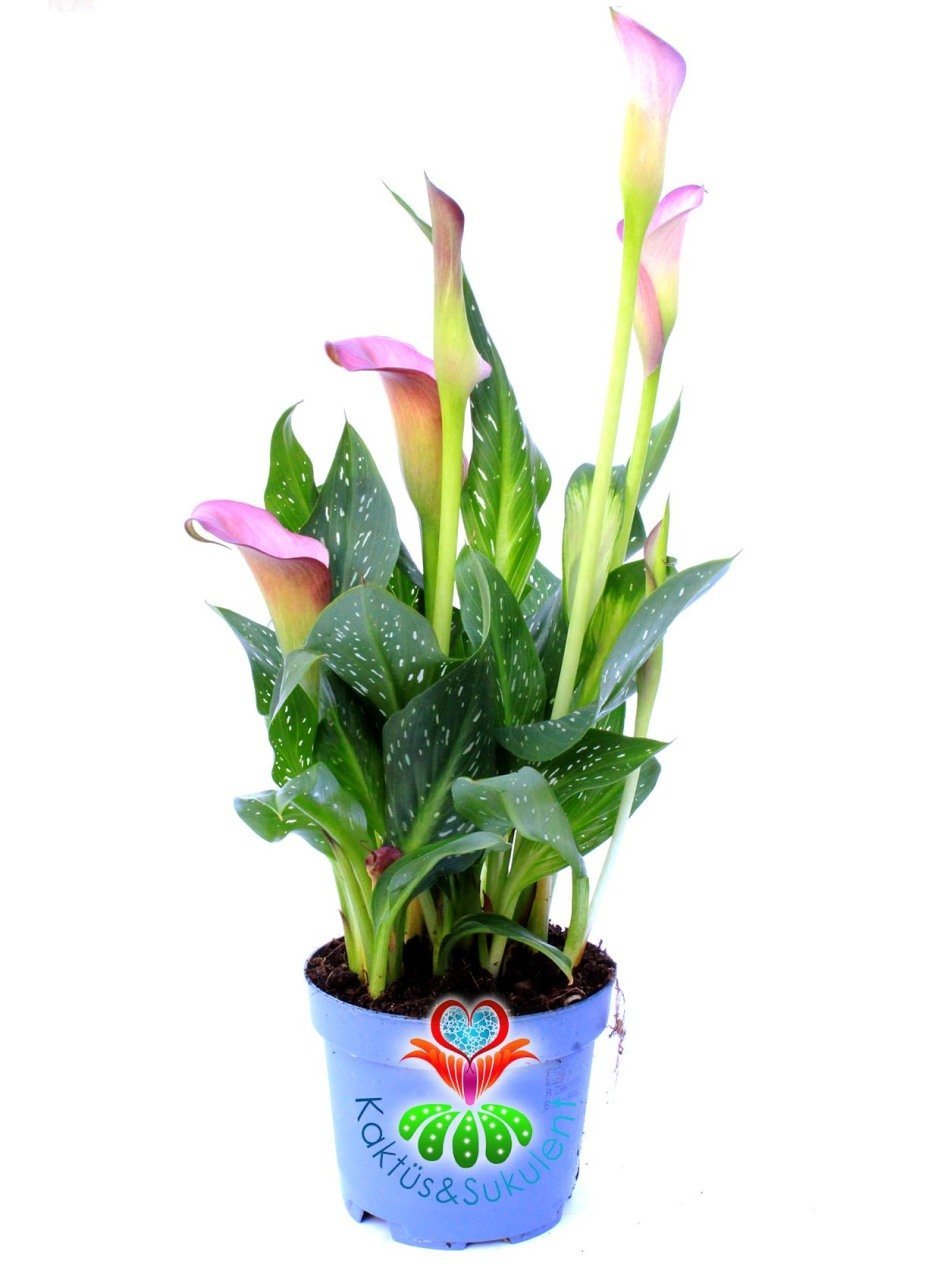 Calla Lilies Gala Çiçeği 10,5 cm Saksılı 25 cm  Boy
