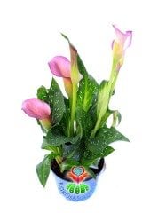 Calla Lilies Gala Çiçeği 10,5 cm Saksılı 25 cm  Boy