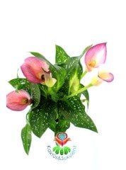 Calla Lilies Gala Çiçeği 10,5 cm Saksılı 25 cm  Boy