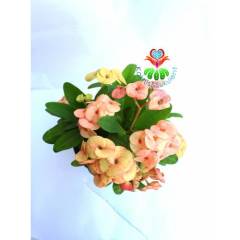 Tayland İthali Euphorbia Milii Dev Çiçek Karışık Renk Çiçekli 20 cm Saksıda-Çok Nadir- Bezsiz Doğal