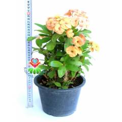 Tayland İthali Euphorbia Milii Dev Çiçek Karışık Renk Çiçekli 20 cm Saksıda-Çok Nadir- Bezsiz Doğal