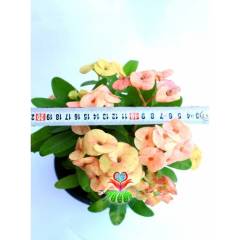 Tayland İthali Euphorbia Milii Dev Çiçek Karışık Renk Çiçekli 20 cm Saksıda-Çok Nadir- Bezsiz Doğal