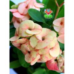 Tayland İthali Euphorbia Milii Dev Çiçek Karışık Renk Çiçekli 20 cm Saksıda-Çok Nadir- Bezsiz Doğal