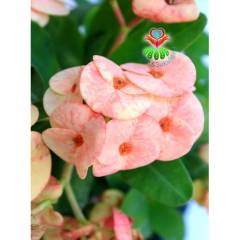 Tayland İthali Euphorbia Milii Dev Çiçek Karışık Renk Çiçekli 20 cm Saksıda-Çok Nadir- Bezsiz Doğal