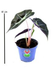 Mini Alocasia Bambino Arrow Ender Fil Kulağı Bitkisi 6 cm Saksılı