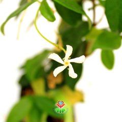 Arap Yasemini-Jasminum Sambac-Kokulu Çiçek Açar-40cm Uzunluk-8cm Saksıda