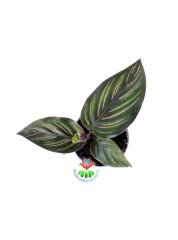 Mini Calathea Beauty Star Yıldız Güzeli-Galetya-Mükemmel Salon, Dua Çiçeği-6 cm Saksılı