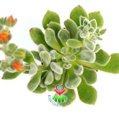 Tüylü Sukulent,Echeveria Setosa ''Mexican Firecracker''-8,5cm Saksıda-Turuncu Çiçek Açar