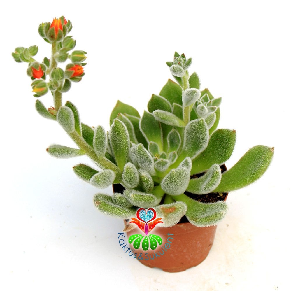 Tüylü Sukulent,Echeveria Setosa ''Mexican Firecracker''-8,5cm Saksıda-Turuncu Çiçek Açar