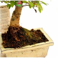 Zelkova Bonsai, Sıradışı Formlu Kalın Gövdeli Minyatür Ağaç-15 cm Mini Boy,Nette En Uygun Fiyat