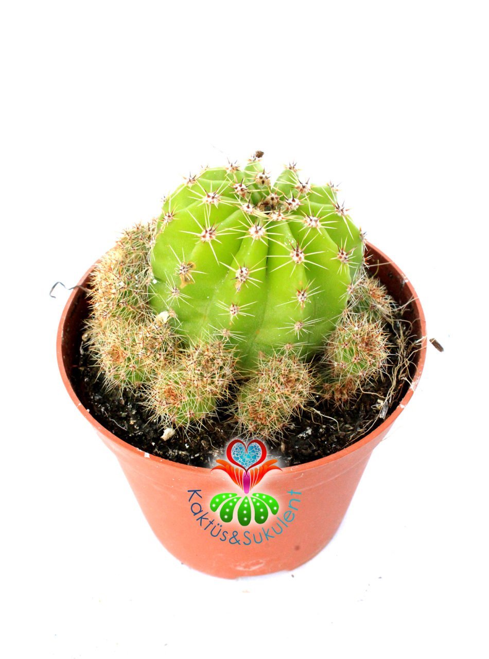 Kaynana Topuzu Sarımsı Renk Kaktüs-Echinopsis Oxygona 8,5 cm Saksıda