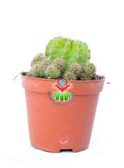 Kaynana Topuzu Sarımsı Renk Kaktüs-Echinopsis Oxygona 8,5 cm Saksıda