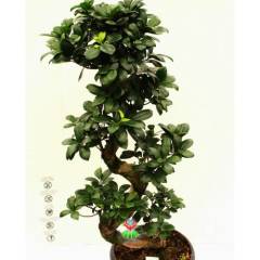 Dev Bonsai, Ficus Microcarpa Ginseng, 100 cm Boyda, Kıvrımlı Şekilli Gövdeli Canlı Bitki, Bonsai