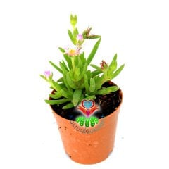 Sukulent,Delosperma Cooperi-3 Farklı Çiçek Rengi Seçeneği-5,5cm Saksıda