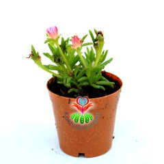 Sukulent,Delosperma Cooperi-3 Farklı Çiçek Rengi Seçeneği-5,5cm Saksıda