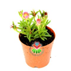 Sukulent,Delosperma Cooperi-3 Farklı Çiçek Rengi Seçeneği-5,5cm Saksıda
