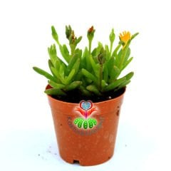Sukulent,Delosperma Cooperi-3 Farklı Çiçek Rengi Seçeneği-5,5cm Saksıda