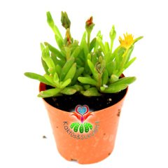 Sukulent,Delosperma Cooperi-3 Farklı Çiçek Rengi Seçeneği-5,5cm Saksıda