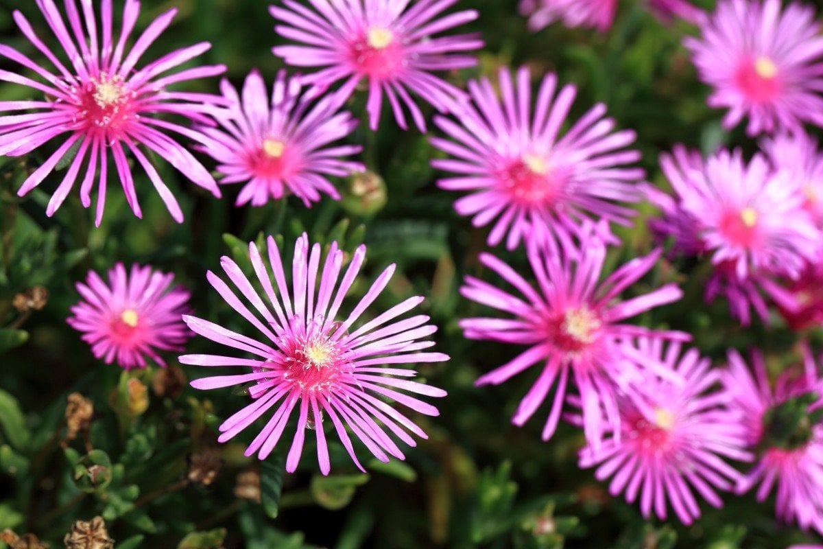 Sukulent,Delosperma Cooperi-3 Farklı Çiçek Rengi Seçeneği-5,5cm Saksıda