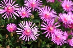 Sukulent,Delosperma Cooperi-3 Farklı Çiçek Rengi Seçeneği-5,5cm Saksıda
