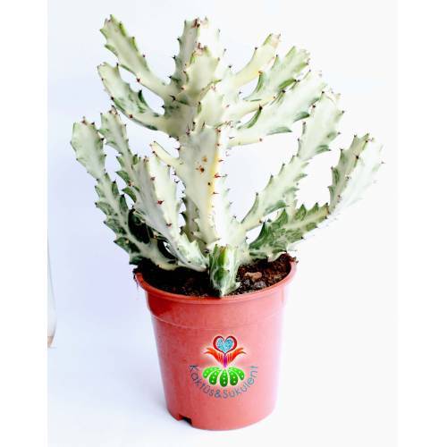 Hayalet Kaktüs, Euphorbia Lactea Variegata 20+ cm Uzunluk-15 cm Saksılı Çok Nadir Tür Beyaz Kaktüs