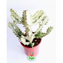 Hayalet Kaktüs, Euphorbia Lactea Variegata 20+ cm Uzunluk-15 cm Saksılı Çok Nadir Tür Beyaz Kaktüs