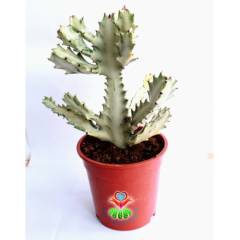 Hayalet Kaktüs, Euphorbia Lactea Variegata 20+ cm Uzunluk-17 cm Saksılı Çok Nadir Tür Beyaz Kaktüs