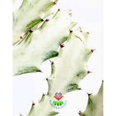 Hayalet Kaktüs, Euphorbia Lactea Variegata 20+ cm Uzunluk-15 cm Saksılı Çok Nadir Tür Beyaz Kaktüs