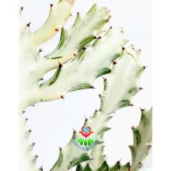 Hayalet Kaktüs, Euphorbia Lactea Variegata 20+ cm Uzunluk-15 cm Saksılı Çok Nadir Tür Beyaz Kaktüs