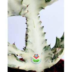 Hayalet Kaktüs, Euphorbia Lactea Variegata 20+ cm Uzunluk-15 cm Saksılı Çok Nadir Tür Beyaz Kaktüs