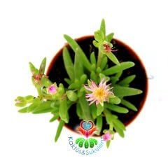 Sukulent,Delosperma Cooperi-3 Farklı Çiçek Rengi Seçeneği-5,5cm Saksıda Mor