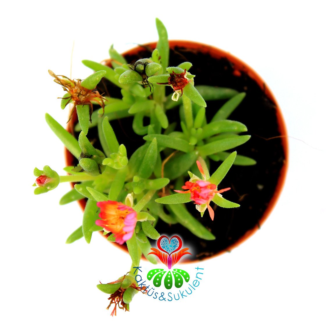 Sukulent,Delosperma Cooperi-3 Farklı Çiçek Rengi Seçeneği-5,5cm Saksıda Pembe
