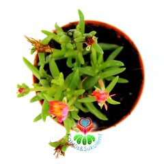 Sukulent,Delosperma Cooperi-3 Farklı Çiçek Rengi Seçeneği-5,5cm Saksıda Pembe