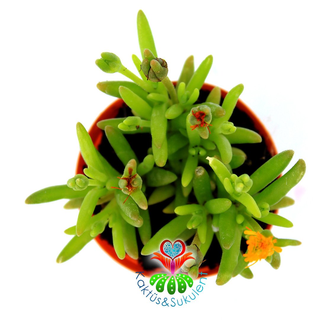 Sukulent,Delosperma Cooperi-3 Farklı Çiçek Rengi Seçeneği-5,5cm Saksıda Sarı