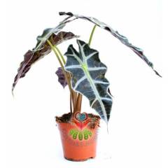 Fil Kulağı Bitkisi, Alocasia Amazonica -Muhteşem Yapraklı- 12 cm Saksıda--Sukulent