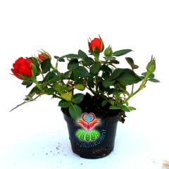 Minyatür Gül-Mini Rose-3 Farklı Renk Seçeneği-5,5cm Saksıda Pembe