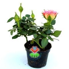 Minyatür Gül-Mini Rose-3 Farklı Renk Seçeneği-5,5cm Saksıda Pembe